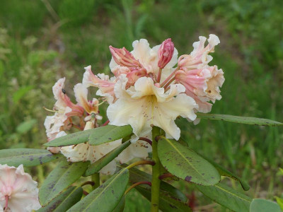 2024-05-20 Rhododendron 'Desert Haze' 1.jpg