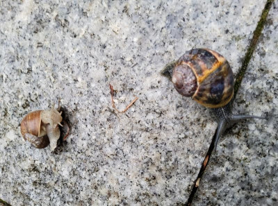 Weinbergschnecke 2 Arten.jpg