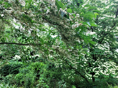 Cornus Styrax.jpg