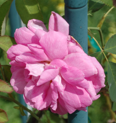 Cornet_0010__R_35156.jpg