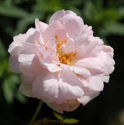 Cornet_0010__R_35160.jpg