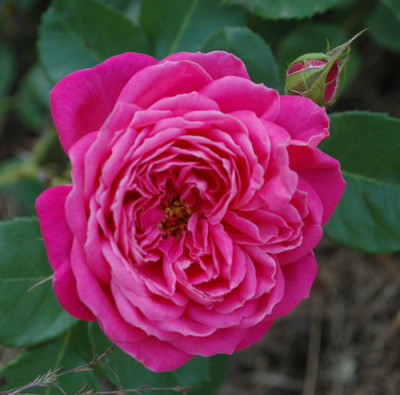 Dan_Poncet_0010__S2_32275.jpg