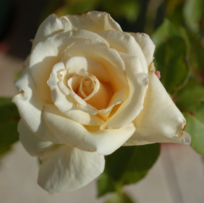 Etoile_de_Lyon_0010__35271.jpg