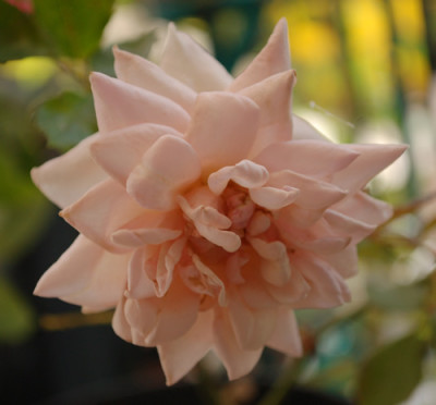 Mme_Edmond_Rostand_0010__35125.jpg