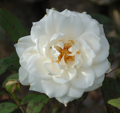 Organdie_0010__R_35302.jpg