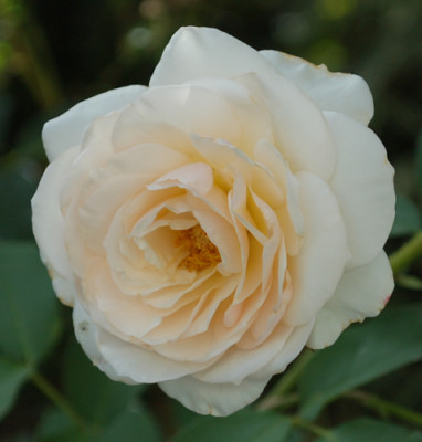 Perdita_0010__S3_35266.jpg