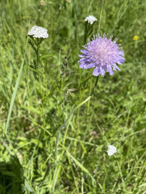 IMG_5509.jpeg