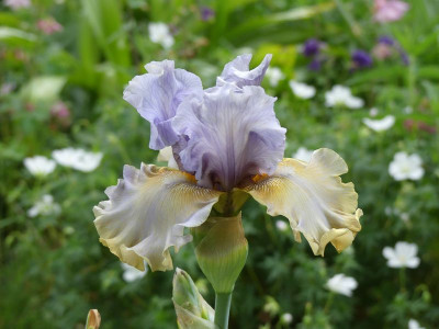 2024-05-21 Iris 'Sergey'.jpg