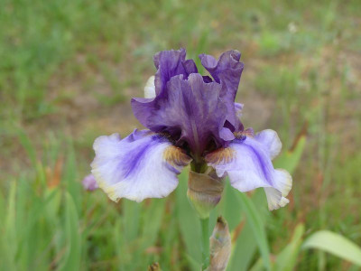 2024-05-21 Iris 'American Mermaid'.jpg