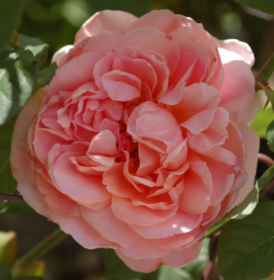 Francis_Blaise_0010__35142.jpg