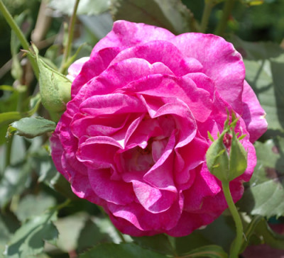 Melodie_Parfumee_Clg_0010__R_35154.jpg