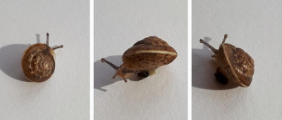 Hygromia cinctella 1.jpg