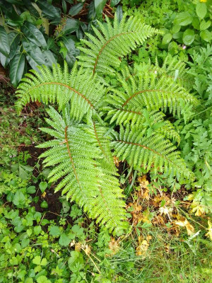 Dryopteris.jpg