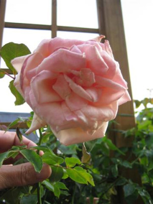 IMG_3456_Small.JPG