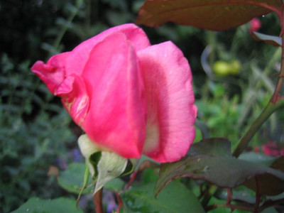 IMG_3453_Small.JPG