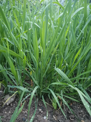 Sandhafer Bestockung 20240521.jpeg