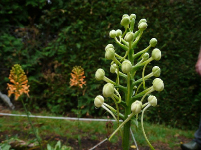 p.blephariglottis.jpg