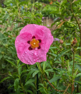Cistus-Brilliancy.24-1.jpg