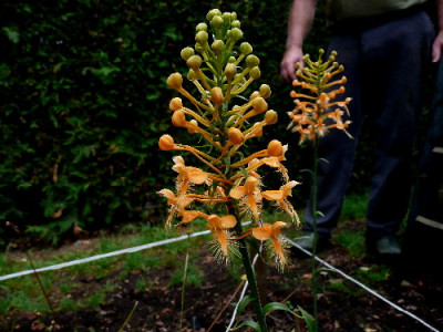 p.ciliaris4.jpg