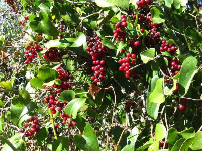 Smilax-aspera.jpg