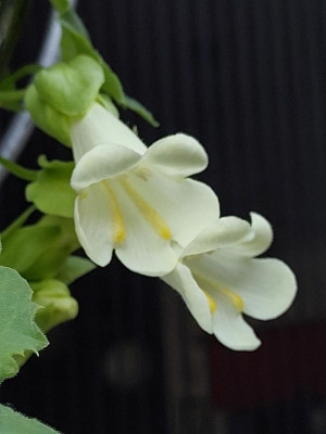 20240522_202012.jpg