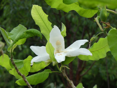 2024-05-22 Magnolia 'Ashei'.jpg