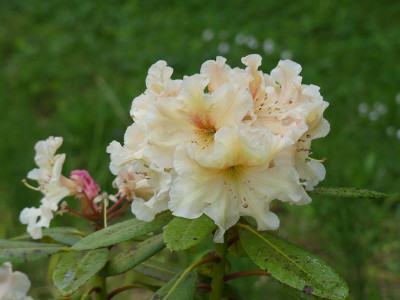 2024-05-22 Rhododendron 'Desert Haze' 1.jpg