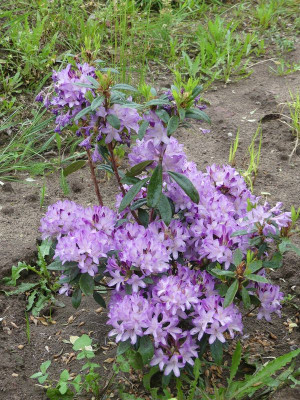 2024-05-22 Rhododendron 'Govenianum'.jpg