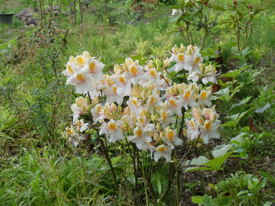 2024-05-22 Rhododendron 'Arima' 1.jpg