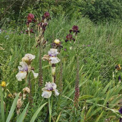 Digitalis Ferruginea Suspicion Caliente 20240522_155603.jpg
