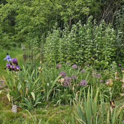 Buddlejen Allium christophii One of a Kind 20240522_155612.jpg