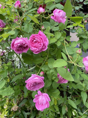 IMG_6100.jpeg