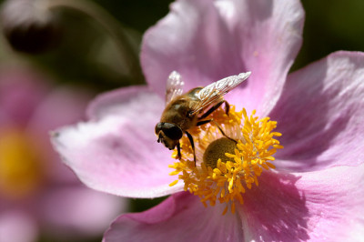 ISchwebfliege.jpg