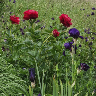 Paeonia Henry Bockstoce Black Hills 20240522_154240.jpg
