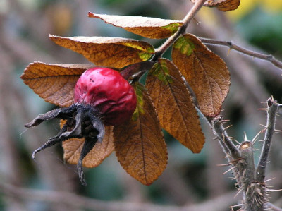 Hage-Dez-2.jpg