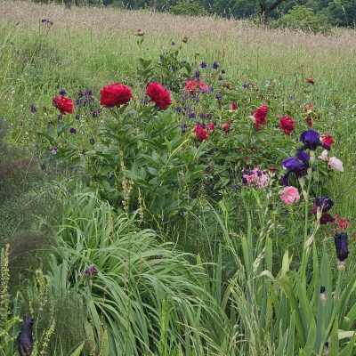 Paeonia Henry Bockstoce Black Hills 20240522_154255.jpg