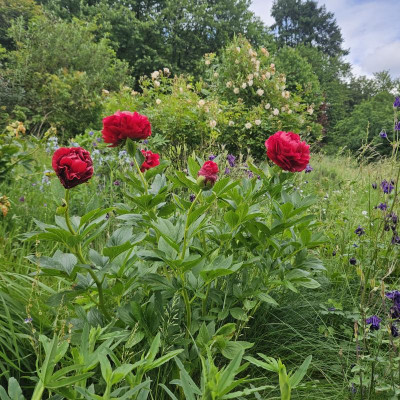 Paeonia Henry Bockstoce 20240522_153208.jpg