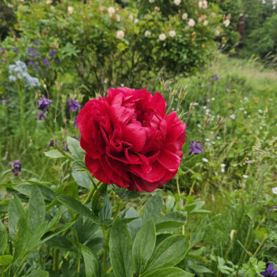 Paeonia Henry Bockstoce 20240522_153219.jpg