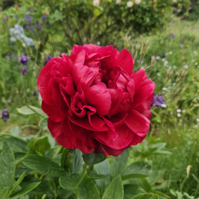 Paeonia Henry Bockstoce 20240522_153227.jpg