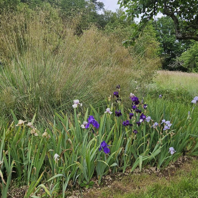neue Irispflanzung vor Stipa gigantea 20240522_155425.jpg