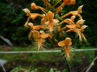 P.ciliaris_12.8.2008.jpg