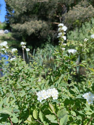 spiraea-am-teich.jpg