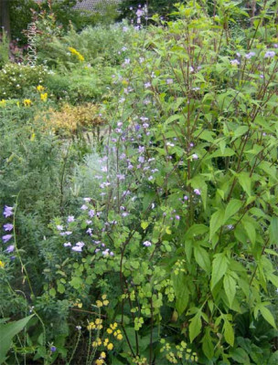 Thalictrum-delavayi-120808.jpg