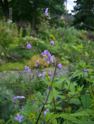 Thalictrum-delavayi-nah-120.jpg