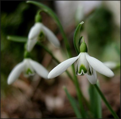 Galanthus_re1.JPG