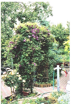 Clematis08.jpg