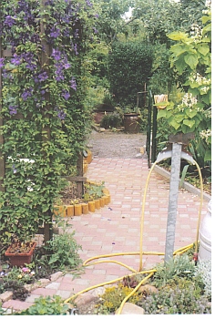 clematis_o4.jpg