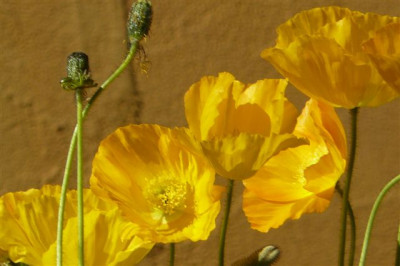 Mohn.August.2008.40.JPG
