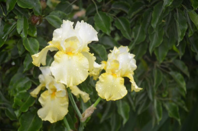 D9877.JPG