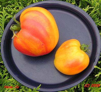 orange_russian_frucht_2.jpg